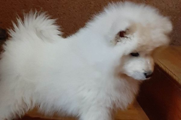 Samoiedo bellissimi cuccioli samoiedobellissimicuccioli1.jpg