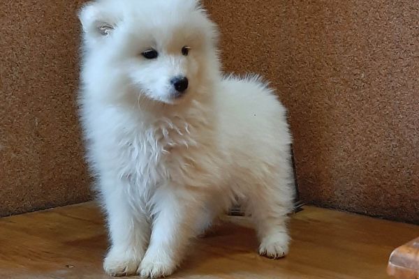 Samoiedo bellissimi cuccioli samoiedobellissimicuccioli12.jpg