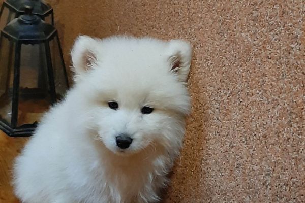 Samoiedo bellissimi cuccioli samoiedobellissimicuccioli123.jpg