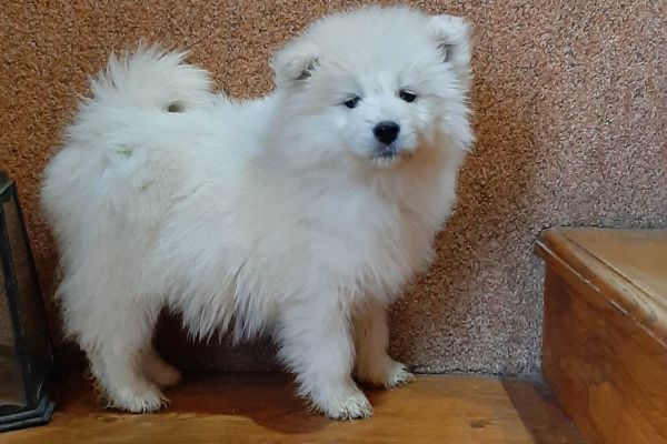 Samoiedo bellissimi cuccioli samoiedobellissimicuccioli1234.jpg
