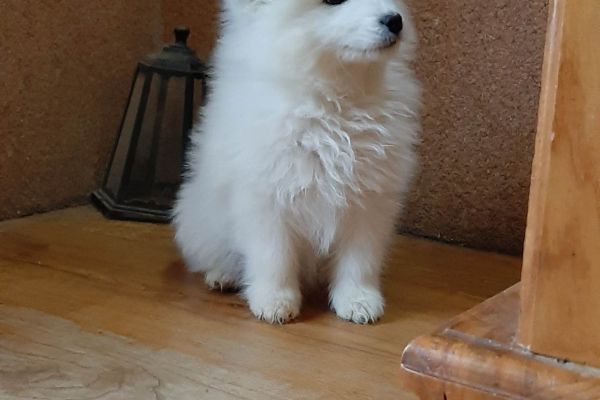 Samoiedo bellissimi cuccioli samoiedobellissimicuccioli12345.jpg