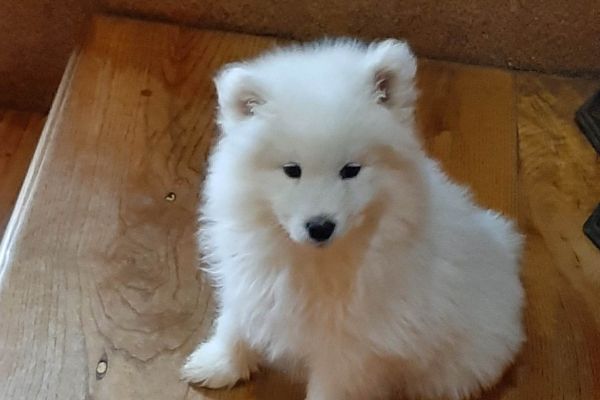 Samoiedo bellissimi cuccioli samoiedobellissimicuccioli123456.jpg