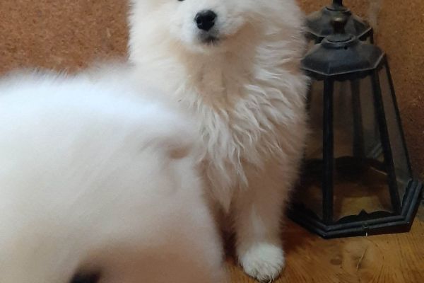 Samoiedo bellissimi cuccioli samoiedobellissimicuccioli1234567.jpg