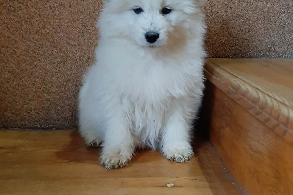 Samoiedo bellissimi cuccioli samoiedobellissimicuccioli12345678.jpg