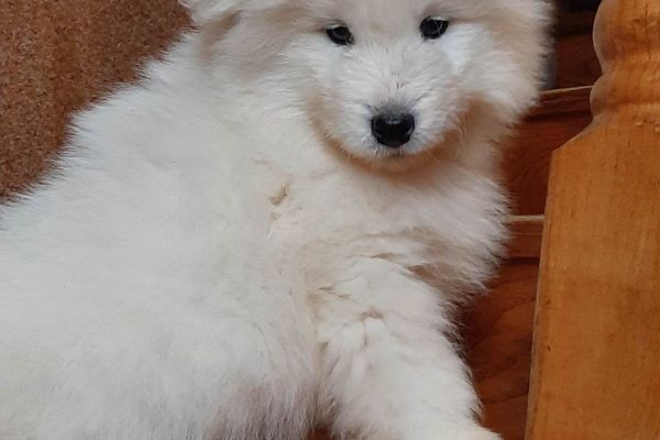 Samoiedo bellissimi cuccioli samoiedobellissimicuccioli123456789.jpg