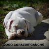 Cuccioli Dogo Argentino 452610f.jpg