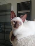 Gattina Thai/old style siamese GattinaThaioldstylesiamese1.jpg