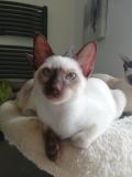 Gattina Thai/old style siamese GattinaThaioldstylesiamese12.jpg