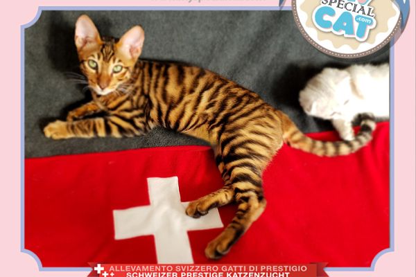 Cucciolo Toyger con Pedigree alta genealogia cucciolotoygerconpedigreealtag.jpg