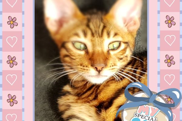 Cucciolo Toyger con Pedigree alta genealogia cucciolotoygerconpedigreealtag1.jpg