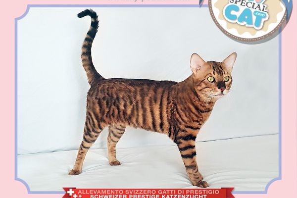 Cucciolo Toyger con Pedigree alta genealogia cucciolotoygerconpedigreealtag12.jpg