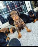 Disponibili cuccioli Dobermann DisponibilicuccioliDobermann.jpg