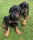 Disponibili cuccioli Dobermann DisponibilicuccioliDobermann12.jpg