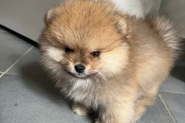 Pomerania Spitz toy nano pomeraniaspitztoynano1.jpg