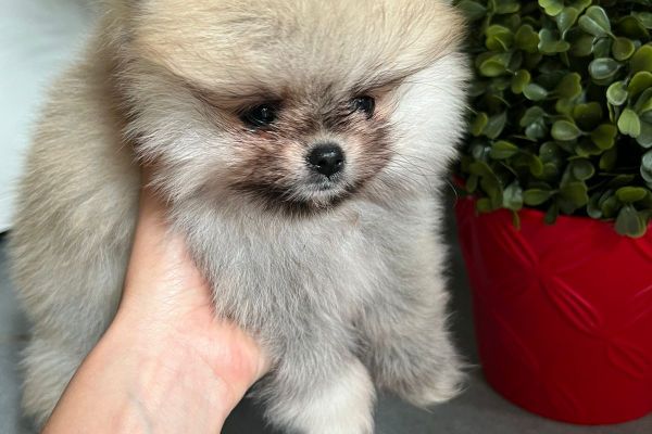 Pomerania Spitz toy nano pomeraniaspitztoynano123456.jpg