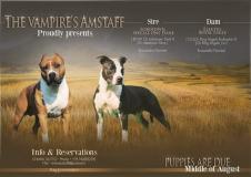 Disponibili ultimi  cuccioli di Amstaff DisponibiliultimicucciolidiAmstaff.jpg