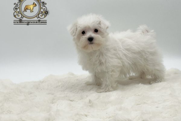 Incantevoli maltesi incantevolimaltesi.jpeg