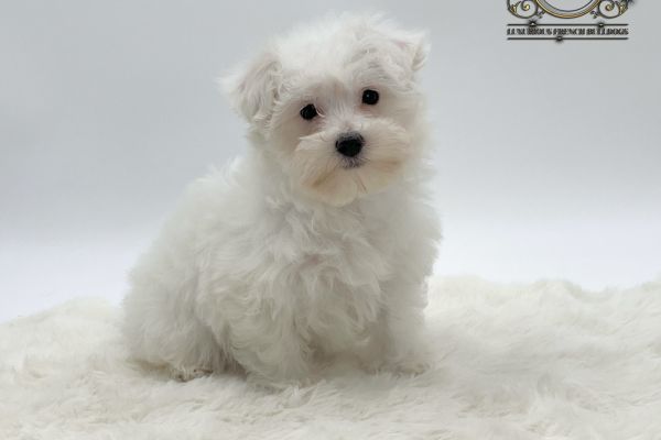 Incantevoli maltesi incantevolimaltesi1.jpeg