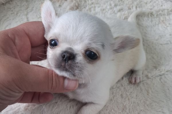 Chihuahua chihuahua1.jpg