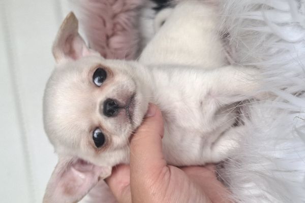 Chihuahua chihuahua12.jpg