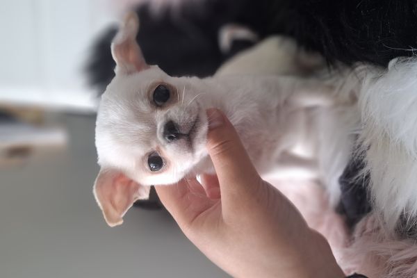 Chihuahua chihuahua123.jpg