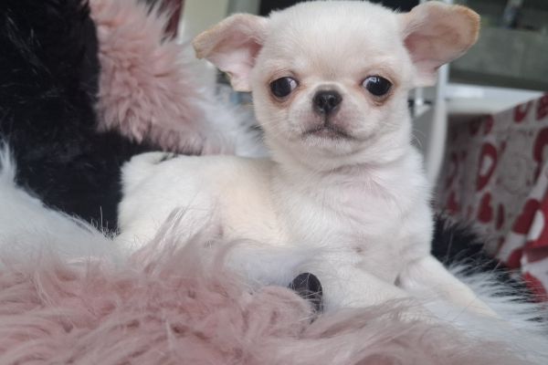 Chihuahua chihuahua1234.jpg