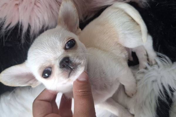 Chihuahua chihuahua12345.jpg