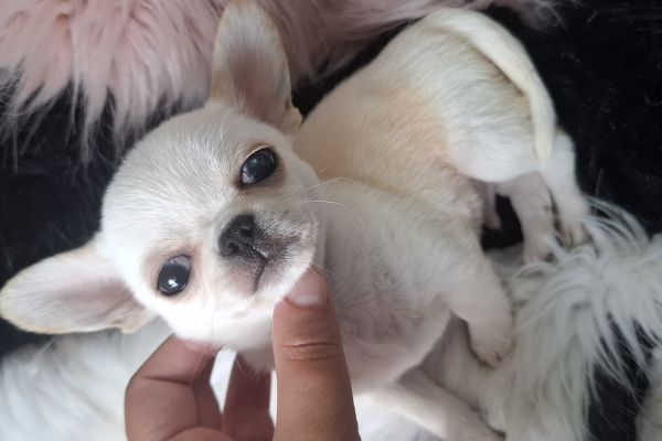 Chihuahua chihuahua123456.jpg