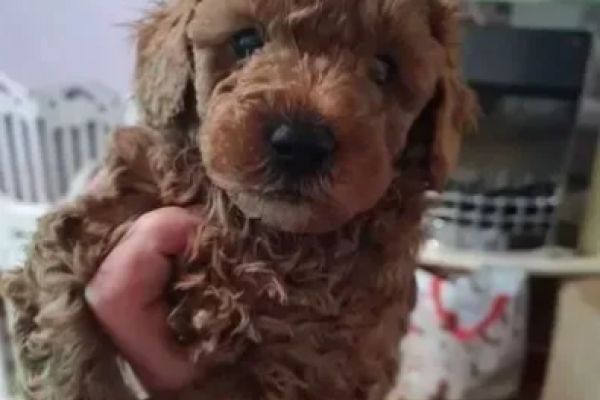 barboncino nani cuccioli rosso barboncinonanicucciolirosso.png