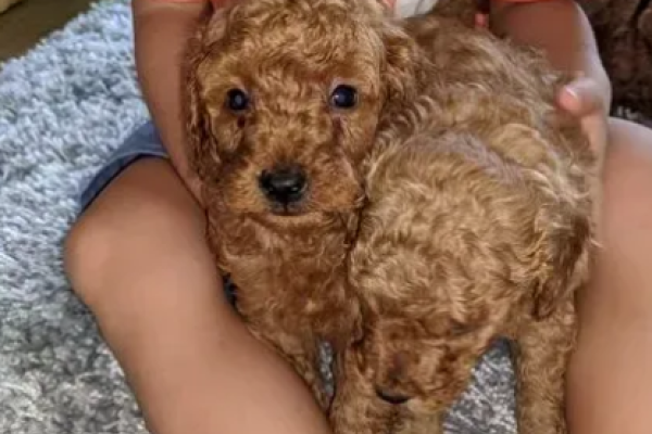 barboncino nani cuccioli rosso barboncinonanicucciolirosso1.png