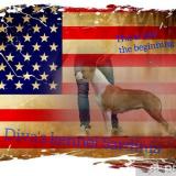 American staffordshire terrier Americanstaffordshireterrier.jpg