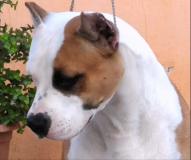 American staffordshire terrier Americanstaffordshireterrier123456.jpg