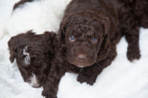 Cane da acqua spagnolo cuccioli canedaacquaspagnolocuccioli.jpg