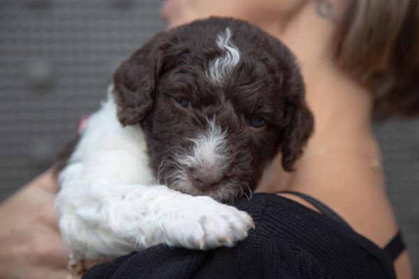 Cane da acqua spagnolo cuccioli canedaacquaspagnolocuccioli1.jpg