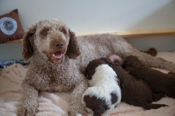 Cane da acqua spagnolo cuccioli canedaacquaspagnolocuccioli12.jpg