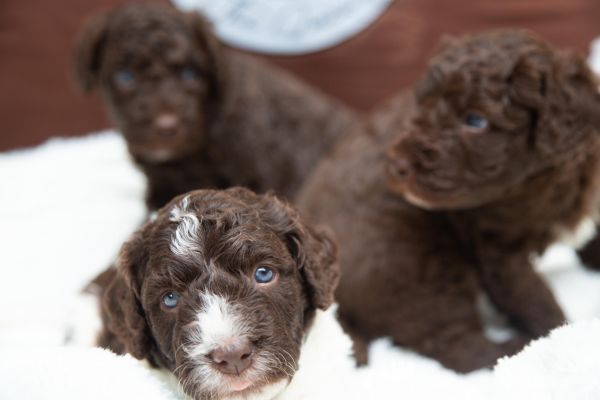 Cane da acqua spagnolo cuccioli canedaacquaspagnolocuccioli123.jpg