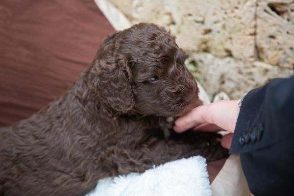 Cane da acqua spagnolo cuccioli canedaacquaspagnolocuccioli1234.jpg