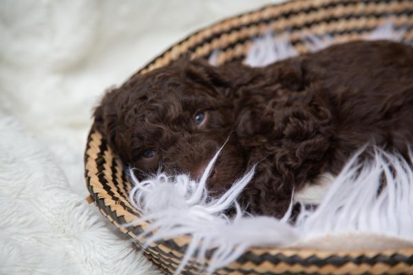 Cane da acqua spagnolo cuccioli canedaacquaspagnolocuccioli12345.jpg