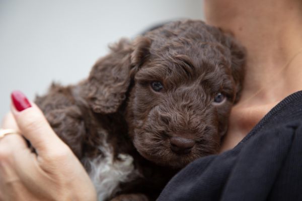 Cane da acqua spagnolo cuccioli canedaacquaspagnolocuccioli123456.jpg