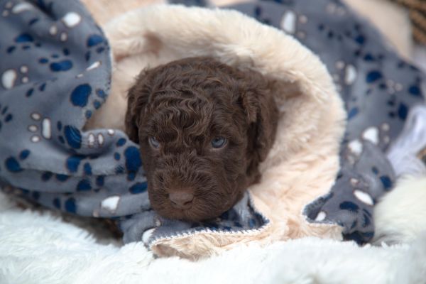 Cane da acqua spagnolo cuccioli canedaacquaspagnolocuccioli1234567.jpg