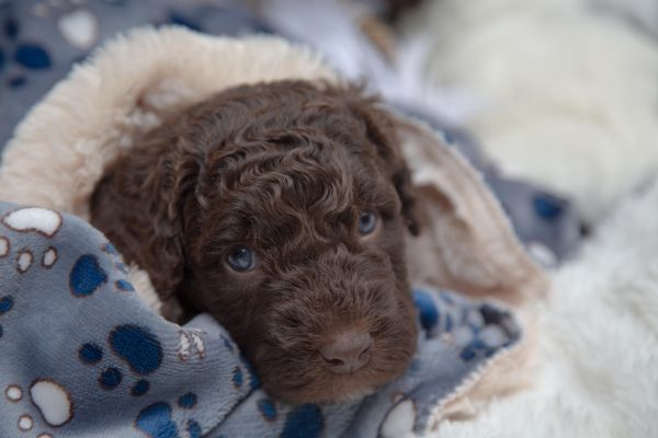 Cane da acqua spagnolo cuccioli canedaacquaspagnolocuccioli12345678.jpg