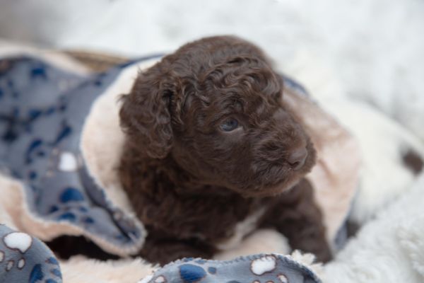 Cane da acqua spagnolo cuccioli canedaacquaspagnolocuccioli123456789.jpg