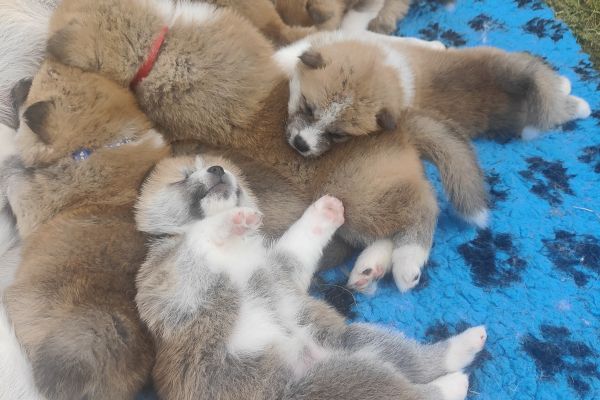 AKITA INU cuccioli da Allevamento akitacuccioli1.jpg