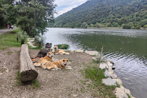 AKITA INU cuccioli da Allevamento akitacuccioli12.jpg