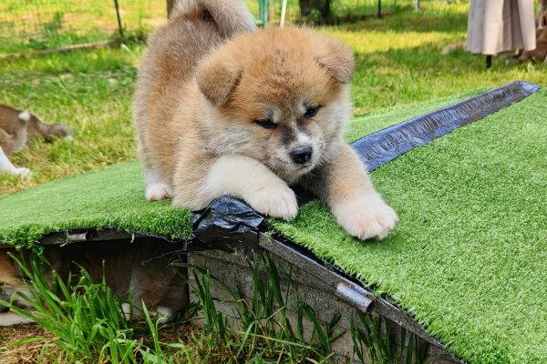 AKITA INU cuccioli da Allevamento akitacuccioli123.jpg