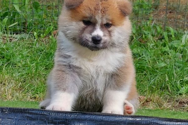 AKITA INU cuccioli da Allevamento akitacuccioli1234.jpg