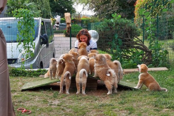 AKITA INU cuccioli da Allevamento akitacuccioli12345.jpg