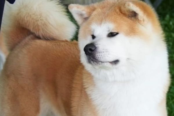 AKITA INU cuccioli da Allevamento akitacuccioli123456.jpg