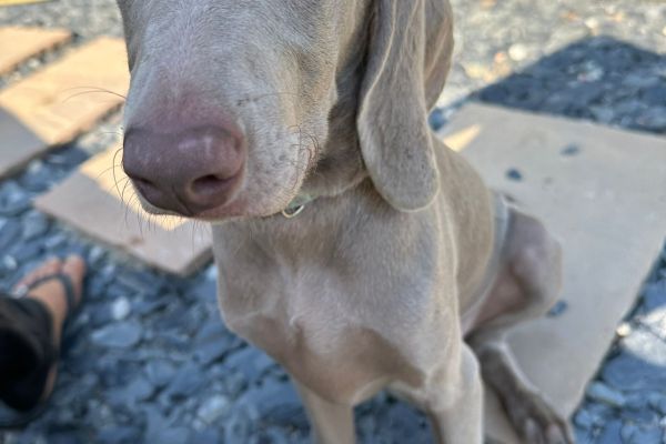 Weimaraner weimaraner1.jpg