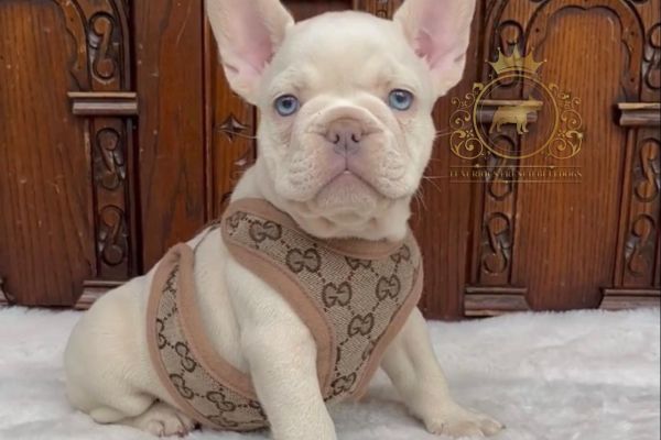 Lélite del bulldog francese Blue llitedelbulldogfranceseblue-68de4a4e82e72.jpeg